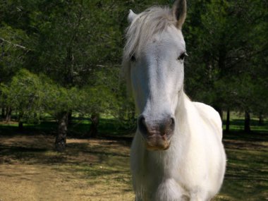 Arka planda doğa olan beyaz bir atın güzel bir çekimi.