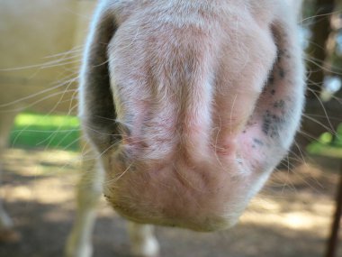 A macro of a white horse's pink nose that has squiggly and thin, white hairs on it clipart