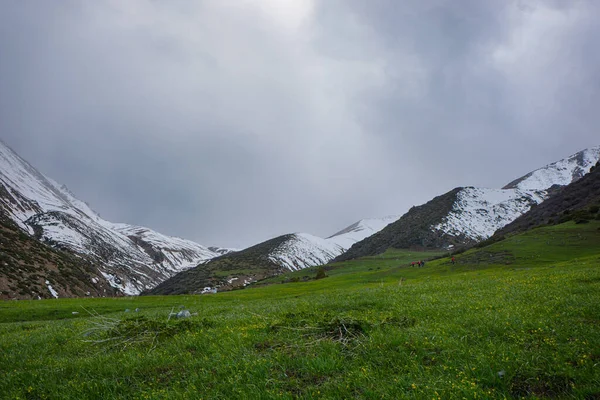キルギスの山々に岩 モミの木 青い空を持つ美しい風景の森 平和なアウトドアシーン — ストック写真