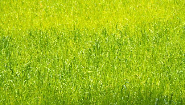 Zelená Pole Divoké Trávy Létě Horní Pohled Travnatá Pole Létě — Stock fotografie