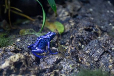 Mavi zehirli ok kurbağası (Dendrobates tinctorius azureus)