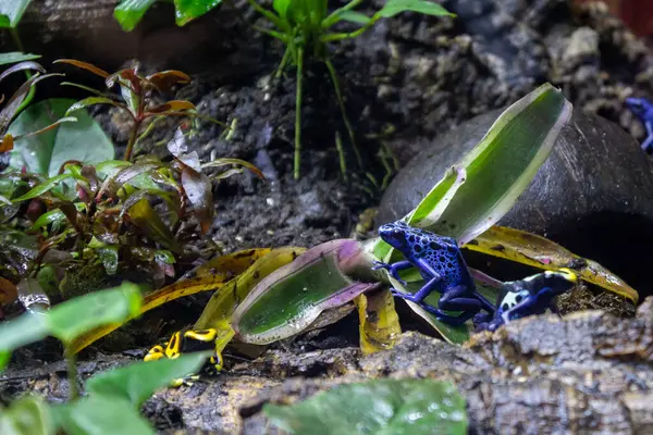 Mavi zehirli ok kurbağası (Dendrobates tinctorius azureus)