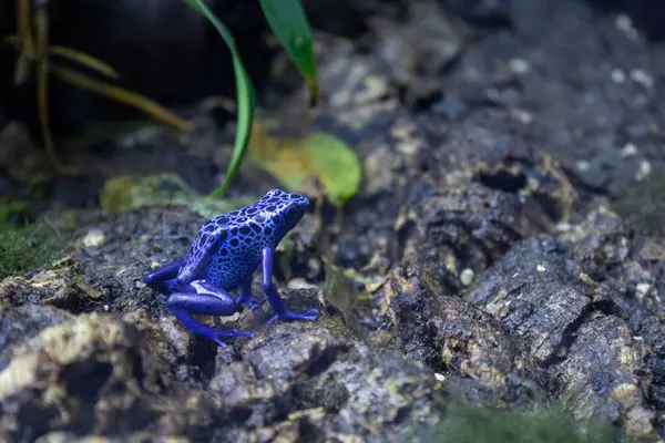 stock image Blue poison dart frog (Dendrobates tinctorius azureus)