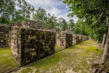 Calakmul, Meksika Campeche ormanlarının derinliklerindeki Maya arkeolojik alanı.