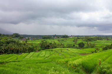 Bali Endonezya 'da yağmurlu bir günde pirinç tarlası ve tarla