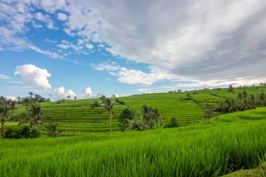 Bali Endonezya 'da yağmurlu bir günde pirinç tarlası ve tarla