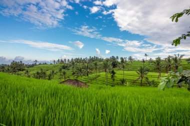 Bali Endonezya 'da yağmurlu bir günde pirinç tarlası ve tarla