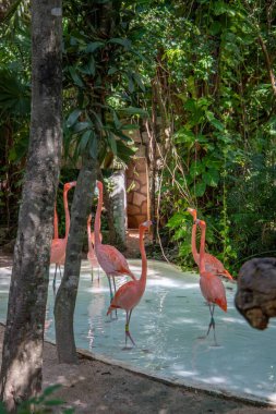 Quintana Roo, Meksika 'daki Eco-Park' ta bir gölette pembe Karayip flamingoları grubu.