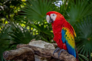 Quintana Roo, Meksika 'daki Eco-Park' ta Kızıl Macaw veya Bayrak Macaw (Ara macao)