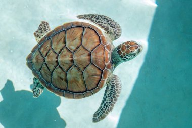 Quintana Roo, Meksika 'daki Eco-Park' ta bir gölette deniz kaplumbağası.