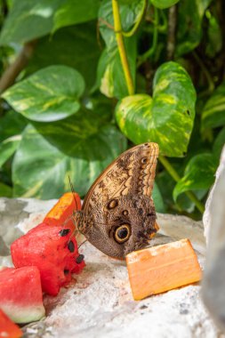Güzel renkli kelebekler meyve yiyor.