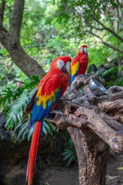 Quintana Roo, Meksika 'daki Eco-Park' ta Kızıl Macaw veya Bayrak Macaw (Ara macao)