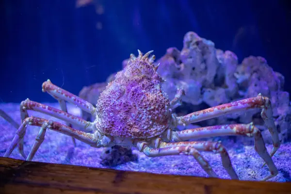 stock image The Japanese spider crab at an aquarium (Macrocheira kaempferi), species of marine crab in Japan