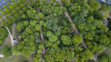 Berlin, Almanya 'da ağaçların havadan görünüşü