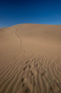 Gran Kanarya, Kanarya Adaları, İspanya 'daki Maspalom tepeleri