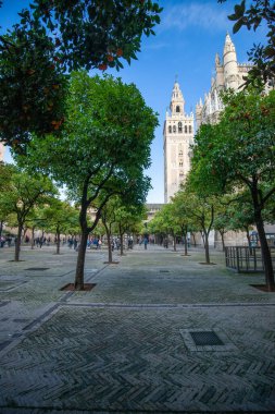 Ön planda Giralda ve portakal ağaçlarıyla Sevilla Katedrali manzarası