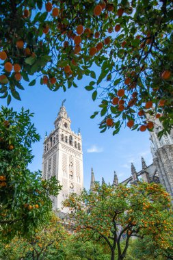 Ön planda Giralda ve portakal ağaçlarıyla Sevilla Katedrali manzarası