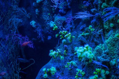 Akvaryumdaki renkli mercanlar