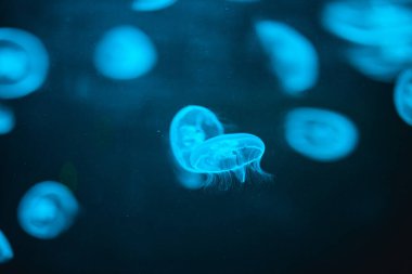 Akvaryumda ışıkları olan renkli denizanası