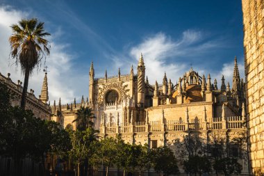 Önünde portakal ağaçları olan Sevilla Katedrali manzarası