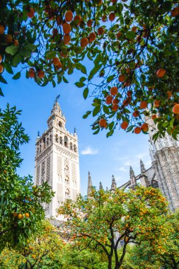 Ön planda Giralda ve portakal ağaçlarıyla Sevilla Katedrali manzarası