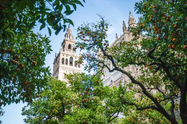 Ön planda Giralda ve portakal ağaçlarıyla Sevilla Katedrali manzarası