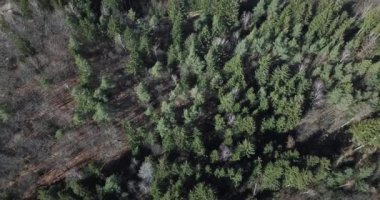 Hava görüntüsü, Perlacher Ormanı üzerinde İHA uçuşu, Münih, Almanya 'da yeşil ağaçlı orman..