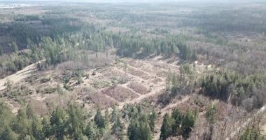 Hava görüntüsü, Perlacher Ormanı üzerinde İHA uçuşu, Münih, Almanya 'da yeşil ağaçlı orman..