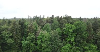 Hava görüntüsü, Kara Orman üzerinde yaz günü İHA uçuşu, Almanya