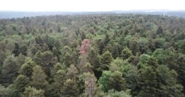 Hava görüntüsü, Kara Orman üzerinde yaz günü İHA uçuşu, Almanya