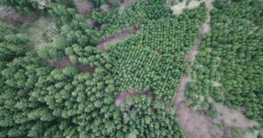 Hava manzarası, arazi üzerinde insansız hava aracı uçuşu, sade bir çim tarlası ve orman.