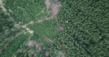 Hava manzarası, arazi üzerinde insansız hava aracı uçuşu, sade bir çim tarlası ve orman.