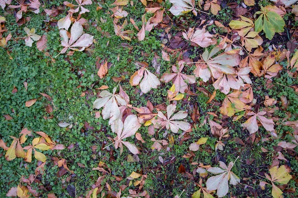 Łóżko Suchych Liści Różnych Typów Mokrej Trawie Jesienna Faktura Opadłe — Zdjęcie stockowe