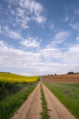 Uzun toprak bir yol, ekilmiş tarlalarla çevrili, bir tarafta sarı çiçekli bir kolza tohumu tarlası ve diğer tarafta sabanla sürülmüş tahıl tarlası, gökyüzü pamuk bulutları, dikey