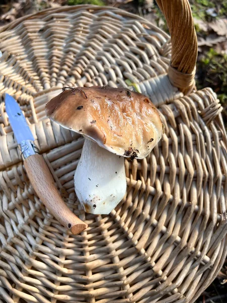 a freshly picked boletus edulis on top of a wicker basket next to a knife with the wooden hilt out of focus, day of wild mushroom collecting, vertical