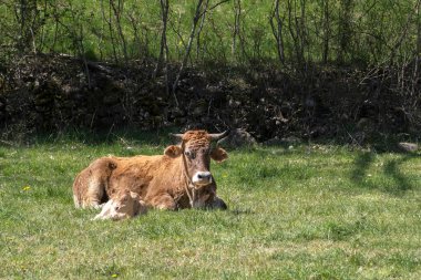 Yeni doğmuş yavrusunun yanında yeşil bir çayırda yatan bir süt ineği yarı özgür Pyrenean süt ineği, çayırda dinleniyor, sürdürülebilir çiftlik hayvanları yetiştiriyor, yatay olarak.