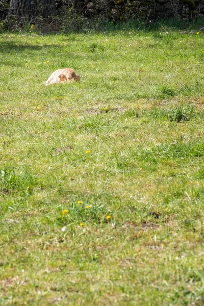 a newborn calf sleeps lying in a green meadow on a sunny spring day, copy space, vertical
