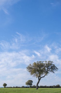 Yeşil bir çayırın ortasında bükülmüş gövdesi olan bir ağaç, mavi gökyüzü ve küçük bulutların olduğu bir günde, kopyalama alanı, dikey