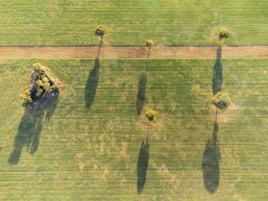 Bir yol geçen tahıl tarlasının hava görüntüsü ve uzun gölgeler oluşturan ağaçlar, drone bakış açısı, yatay görüş