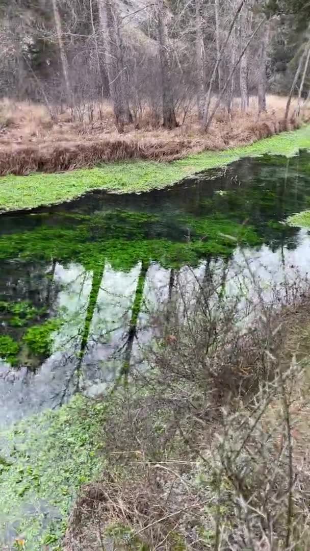 純粋で結晶的な水の山の川は 木々の間に静かに流れ 浮かぶ緑の植物 フエンテナ ムリエル フエンテ ソリア スペイン 水平なパンニング — ストック動画