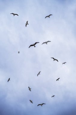 Bir grup martı mavi gökyüzü üzerinde farklı yönlere uçuyor.