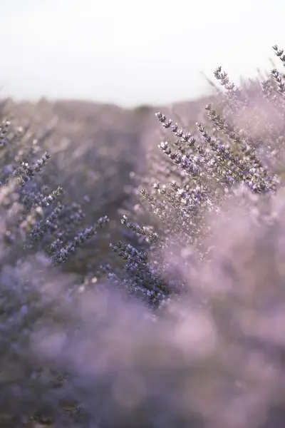 stock image selective focus of lavender flowers with back lighting, lavender textured background, copy space vertical