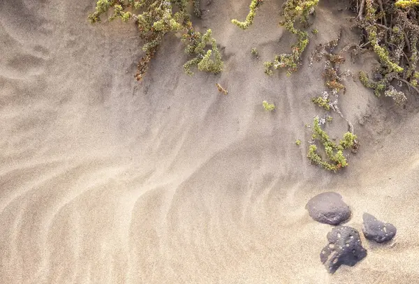 Kumsal kumsalının dokusu rüzgarla savrulur, kumlarda ve volkanik kayalarda büyüyen bitkiler, fotokopi alanı, yatay