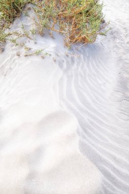 Kum tepeciğindeki kumsalın dokusu rüzgârla savruluyor. Kum kopyasındaki uzayda büyüyen bitkiler dikey.