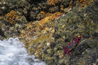 Deniz tarafından vurulan bir kayanın üzerinde dinlenen kırmızı bir yengeç, bataklık yengeci veya Grapsus adscensionis, Kanarya Adaları 'nın tipik yengeci, deniz kabukluları, yatay yengeç
