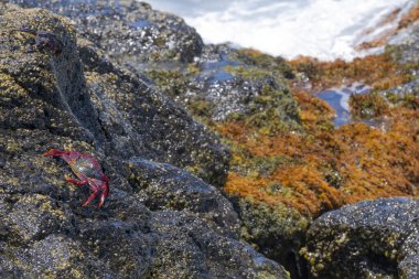 Deniz tarafından vurulan bir kayanın üzerinde dinlenen kırmızı bir yengeç, Mağribi yengeci ya da Grapsus adscensionis, Kanarya Adaları 'nın tipik yengeci, deniz kabukluları, odak noktasından çıkmış portakal algleriyle arka plan