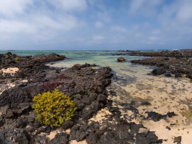 Volkanik kayalık plaj Caleton Blanco, Orzola 'da ve ön planda Tetraena fontanesii cinsinin sulu, Lanzarote, Kanarya Adaları, İspanya, yatay