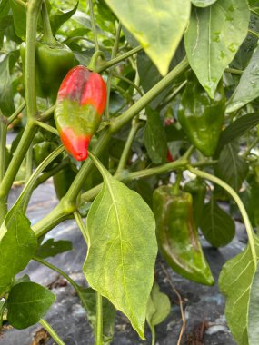 close up of an peper plant in an organic vegetable garden with a half ripe red pepper in the foreground, sustainable agriculture, vertical clipart