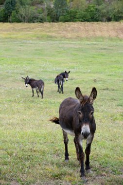 Üç eşek kameraya kilitleniyor, yeşil bir çayırda, biri ön planda, diğer ikisi de arka planda dikey.