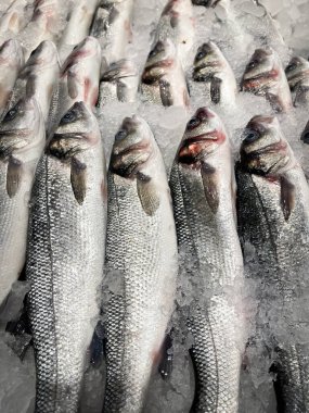 Balık pazarı vitrinini kapatıyoruz. Taze yakalanmış deniz kabuğu, dikey korunmak için toz buzla kaplanmış.